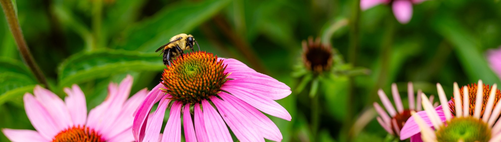 Photo of honeybee on large pink daisy.